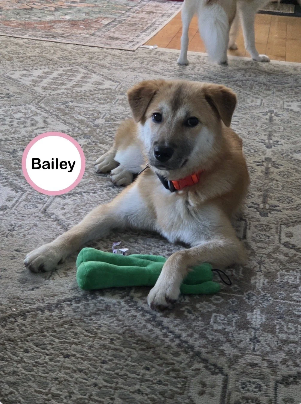Bailey