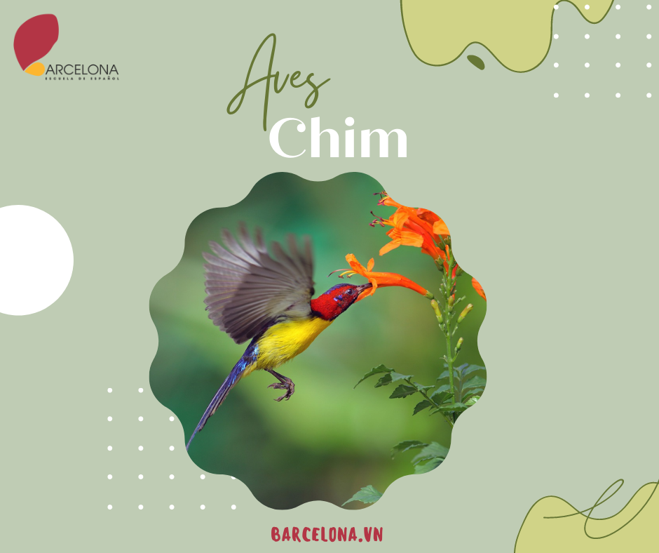 Aves - Chim