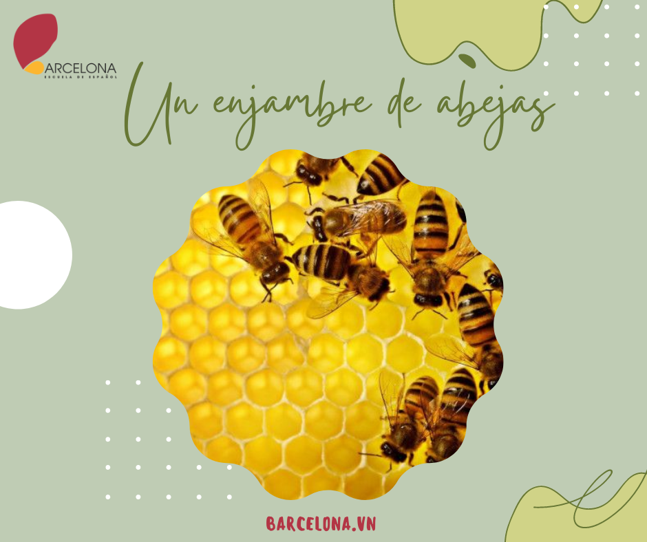 Un enjambre de abejas - Một bầy ong