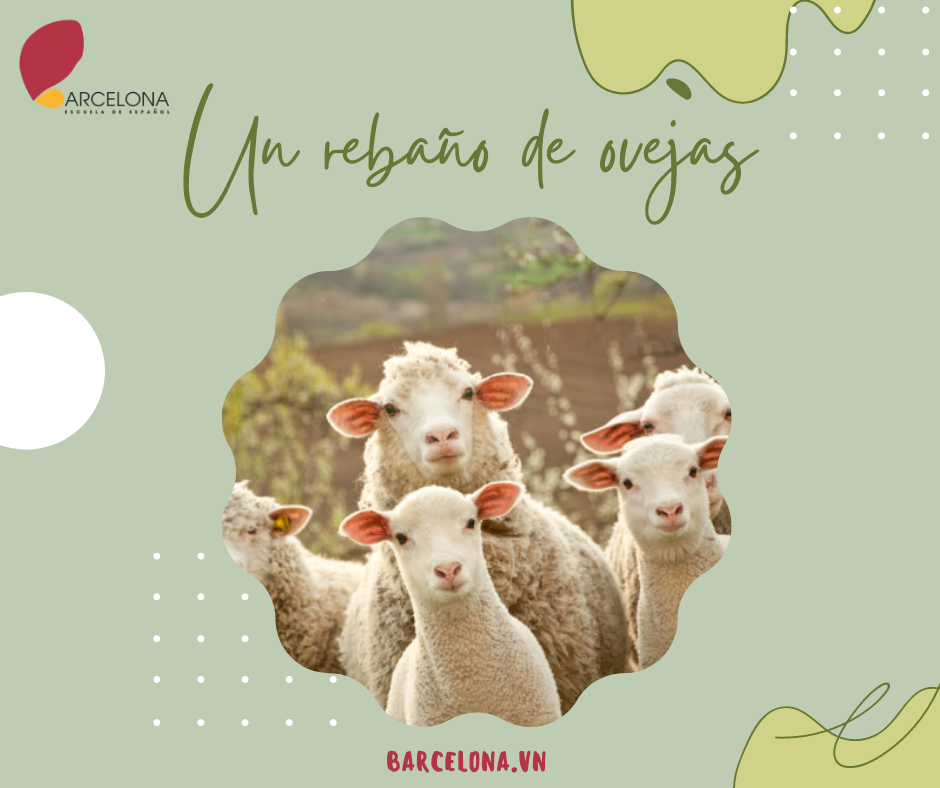 Un rebaño de ovejas - Một bầy cừu
