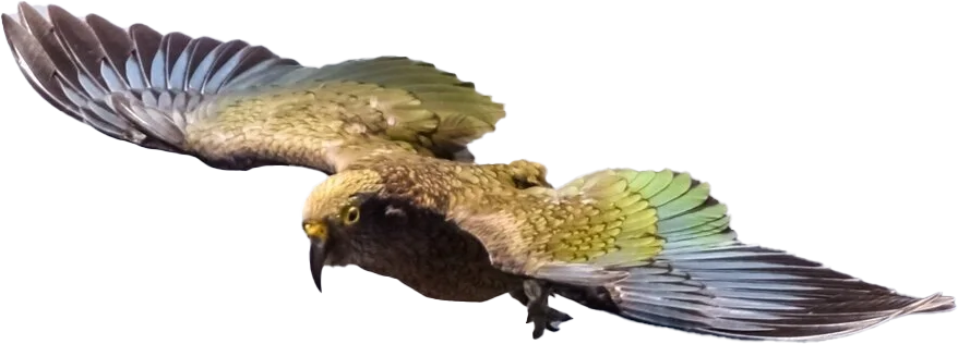 South Island NZ kea