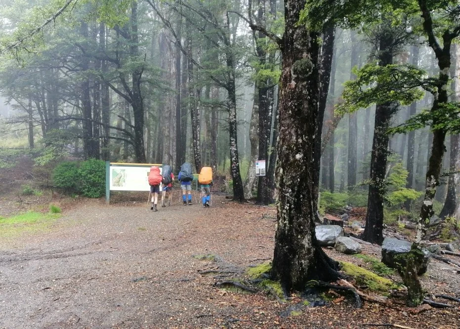 Four hikers with backpacks walking on a forest trail to Mt Robert through a misty, green, wooded area.
