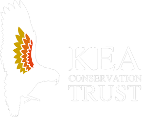 white kea - white hor-text-1.png