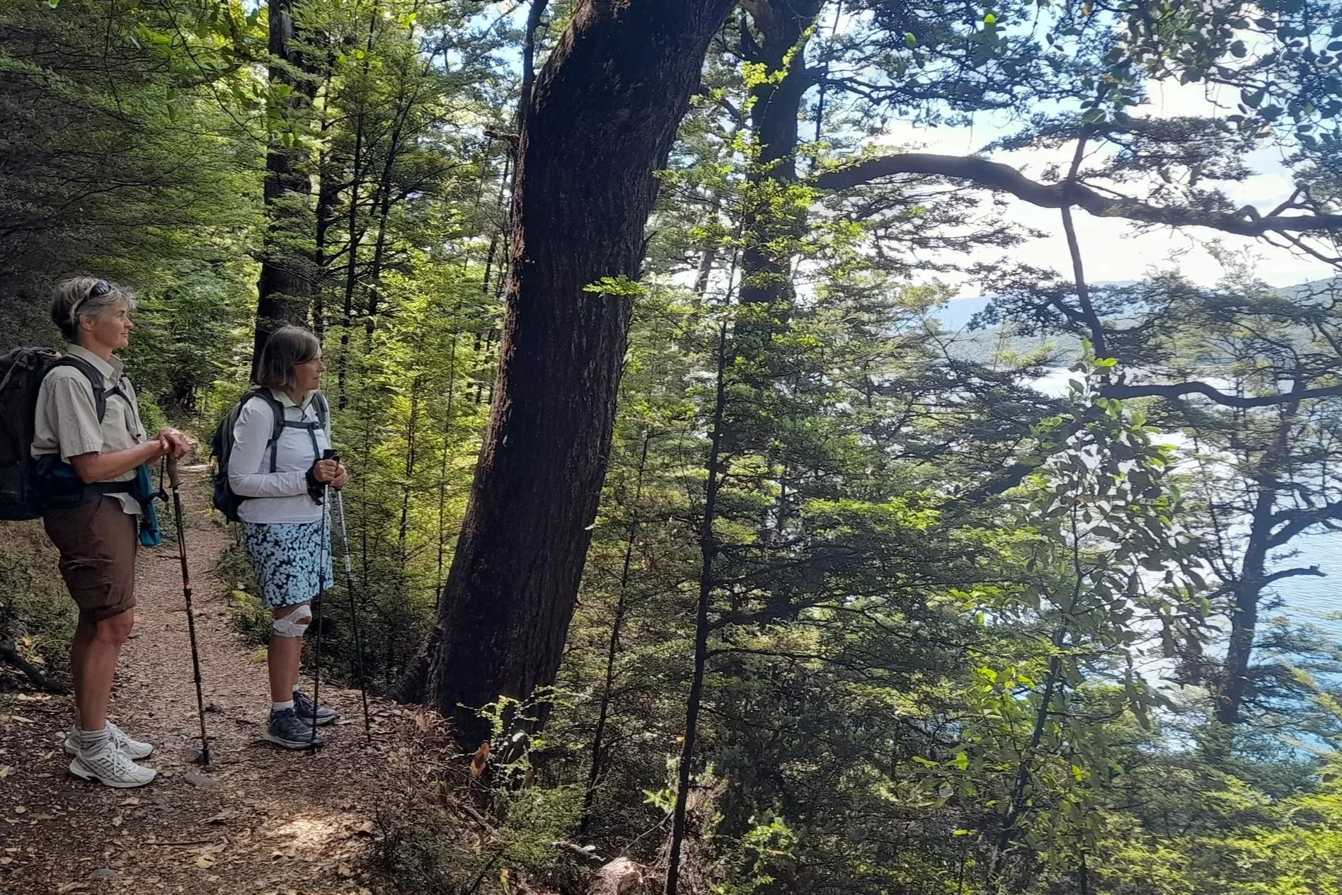 Guided walk Nelson lakes