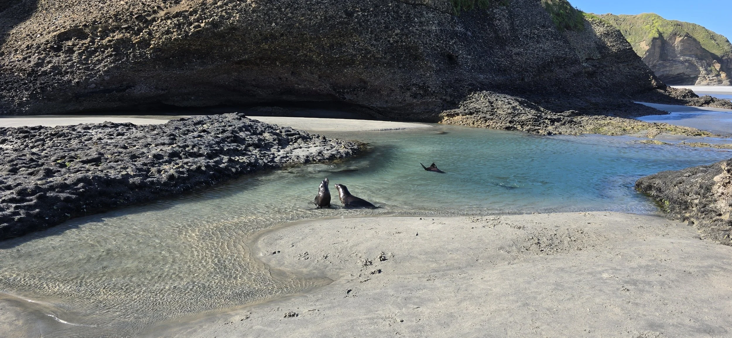 Two seal pups resting on the sandy shores of Wharariki Beach near the water, with rocky formations and cliffs in the background.