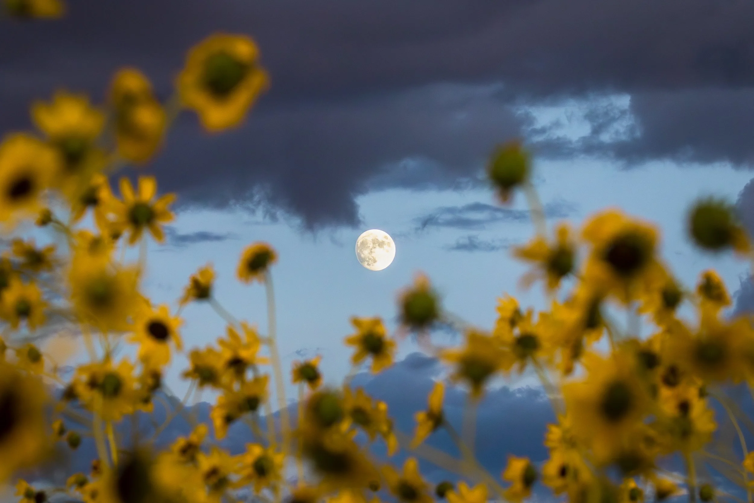 Flower Moon