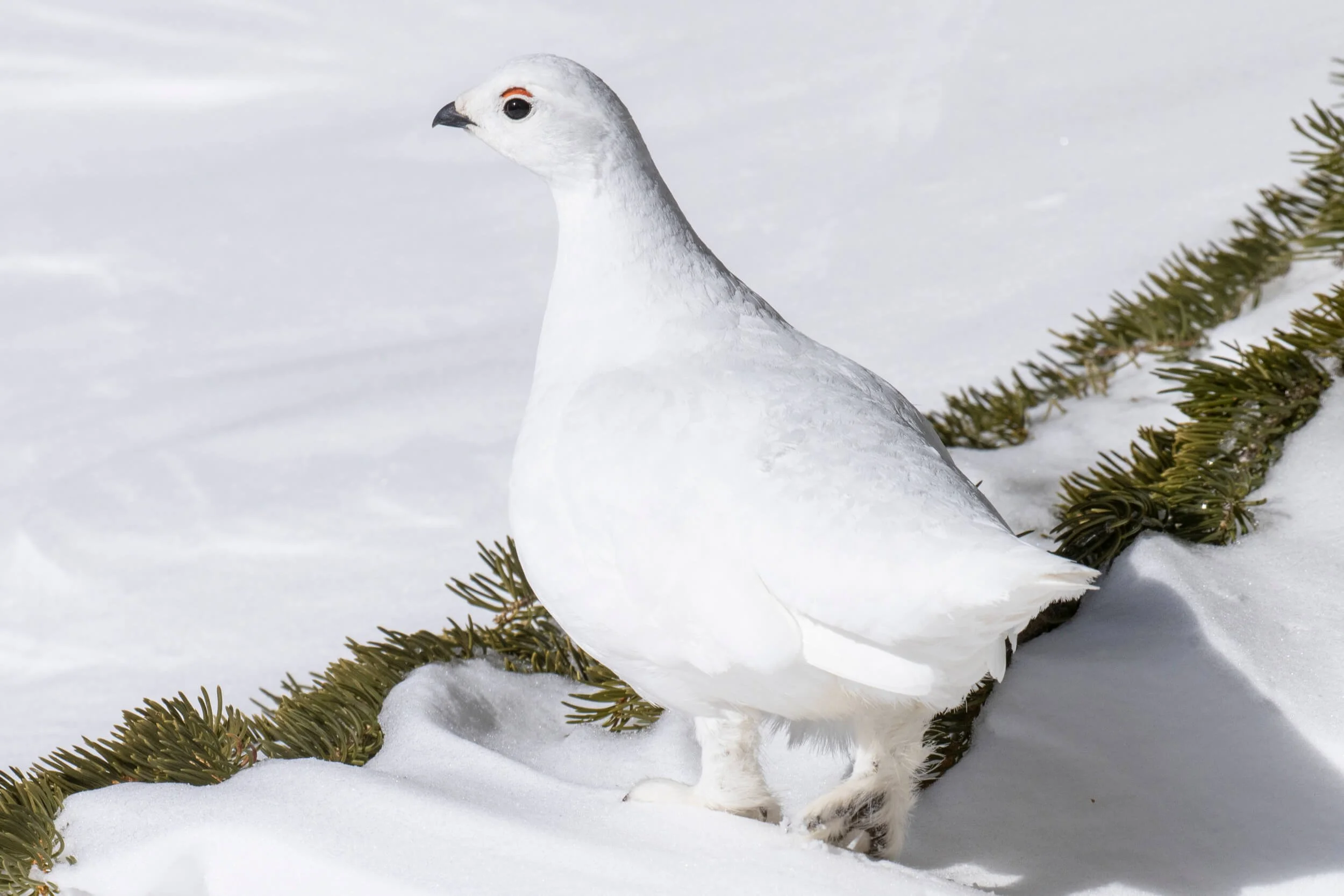 CSELBY_4-7-2024_Ptarmigan_Loveland Pass-9111.jpg