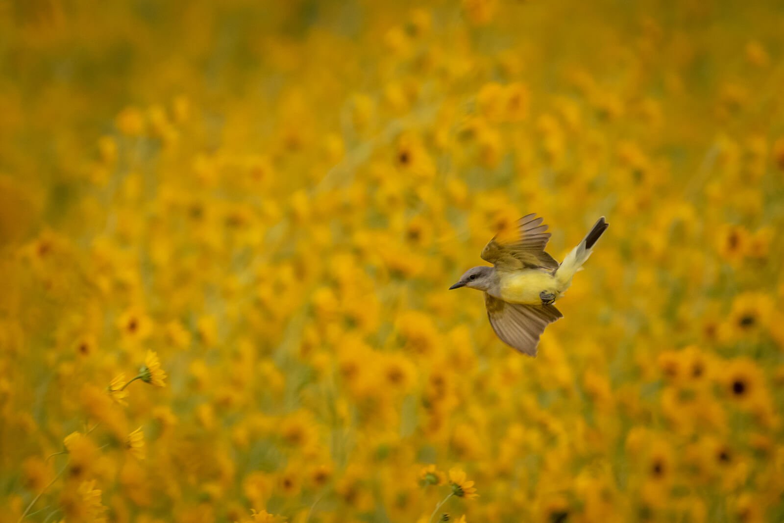 Western kingbird in a field of Pecos sunflowers