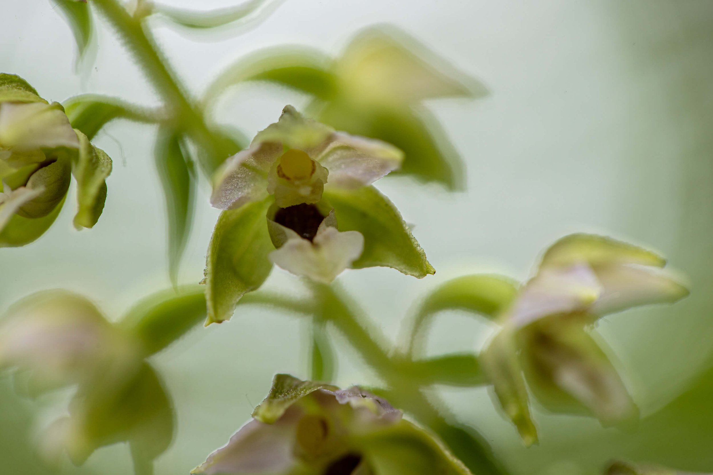 CSELBY_2022-8-16_helleborne orchid_SF Preserve-3559.jpg