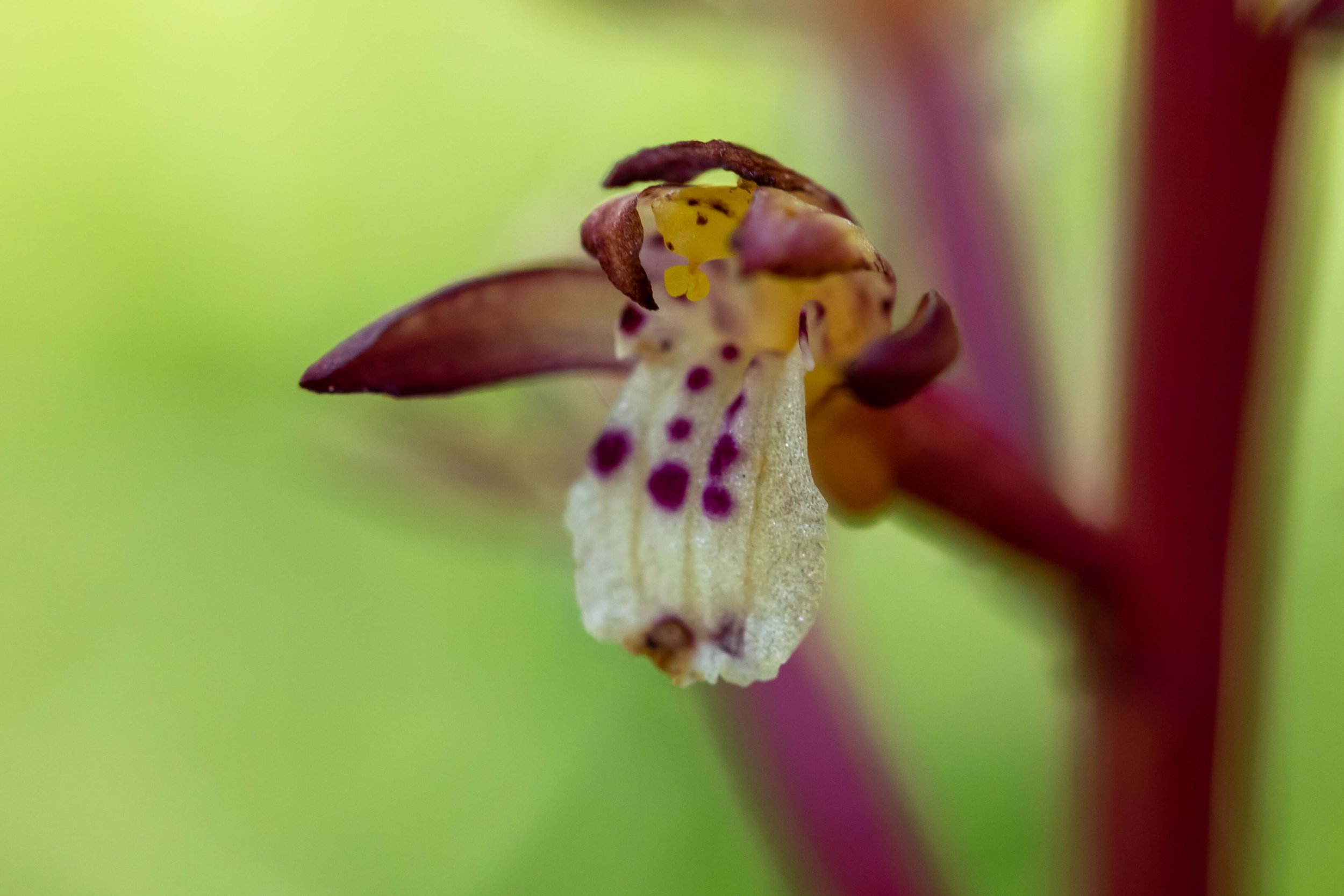 christina selby_spotted coralroot orchid up close_HL.jpg