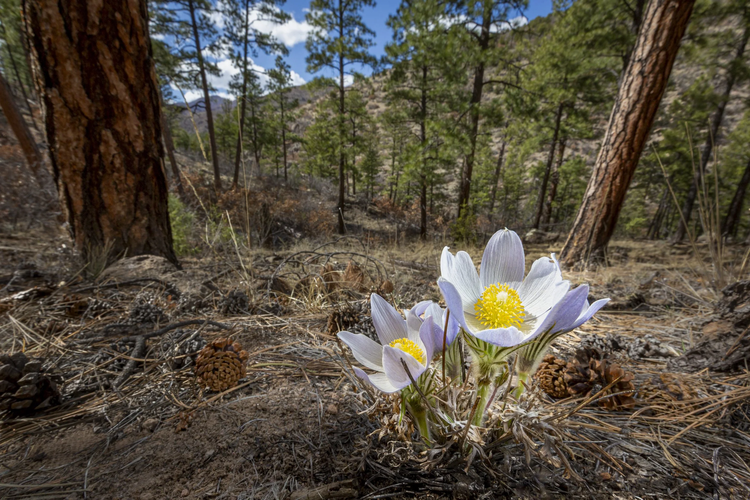 Harbinger of Spring