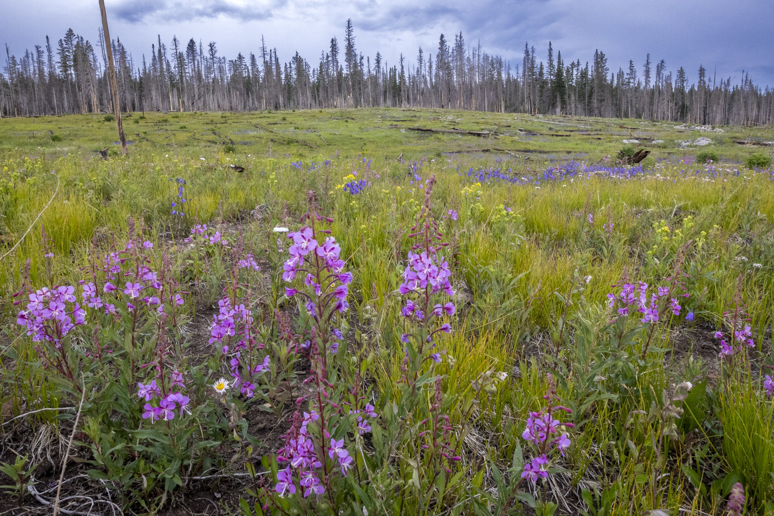 CSELBY_2024-7-14_Elk Mountain flowers-9811.jpg
