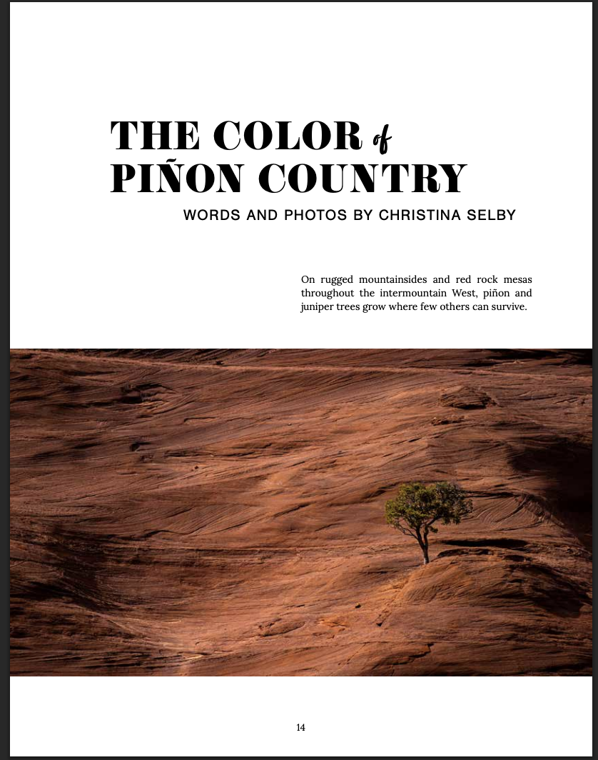 The Color of Piñon Country I Photography and Story I Resilience Magazine (Quivira Coalition annual literary magazine) I November 2025