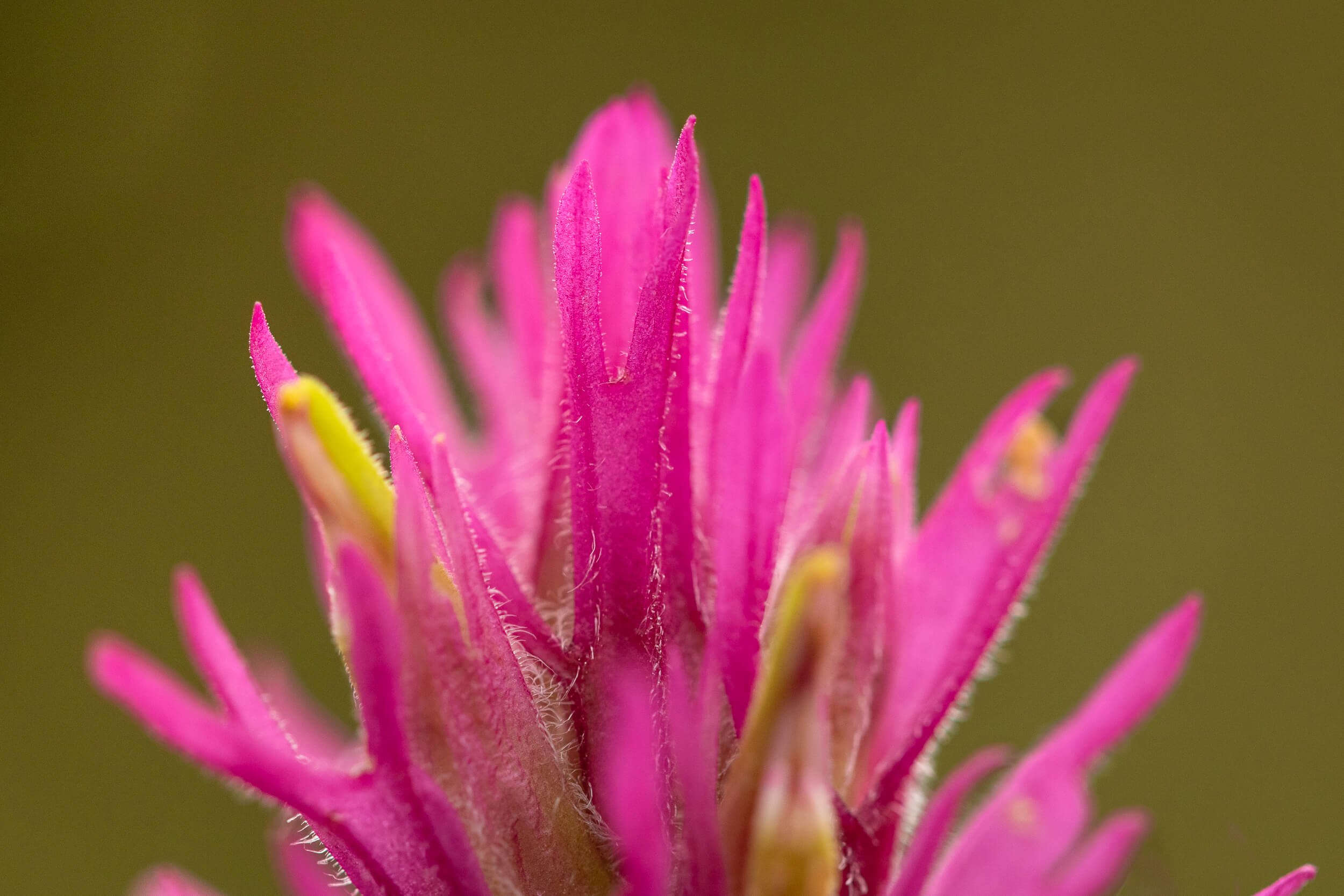 CSELBY_8-4-2019_Pecos Baldy Lake-5443-Edit.jpg