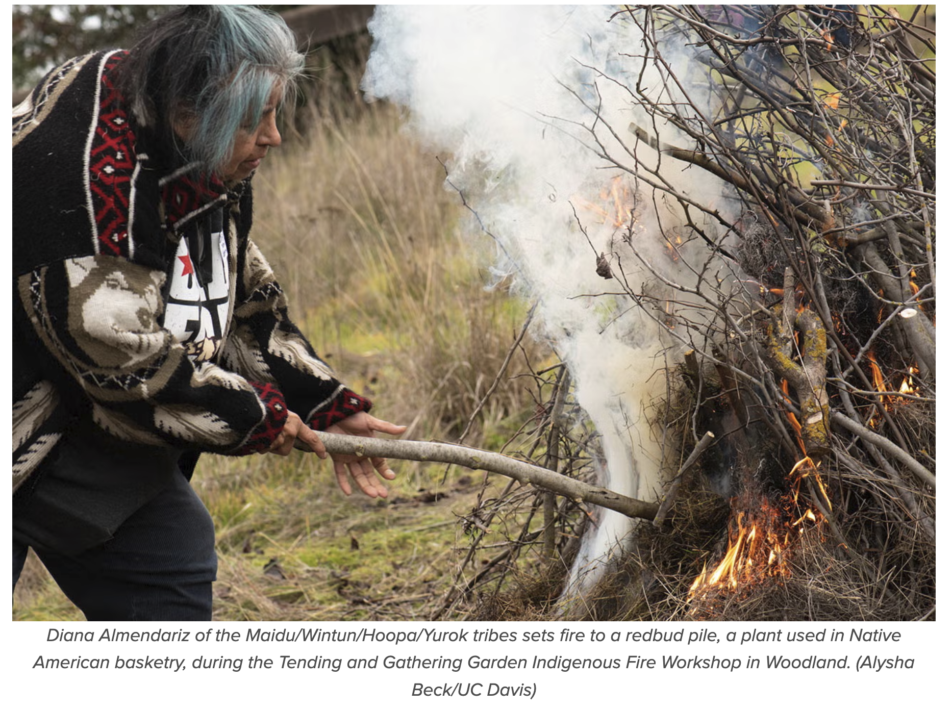 Diana Almendariz of the Maidu/Wintun/Hoopa/Yurok tribes sets fire to a redbud pile, a plant used in Native American basketry, during the Tending and Gathering Garden Indigenous Fire Workshop in Woodland. (Alysha Beck/UC Davis)
