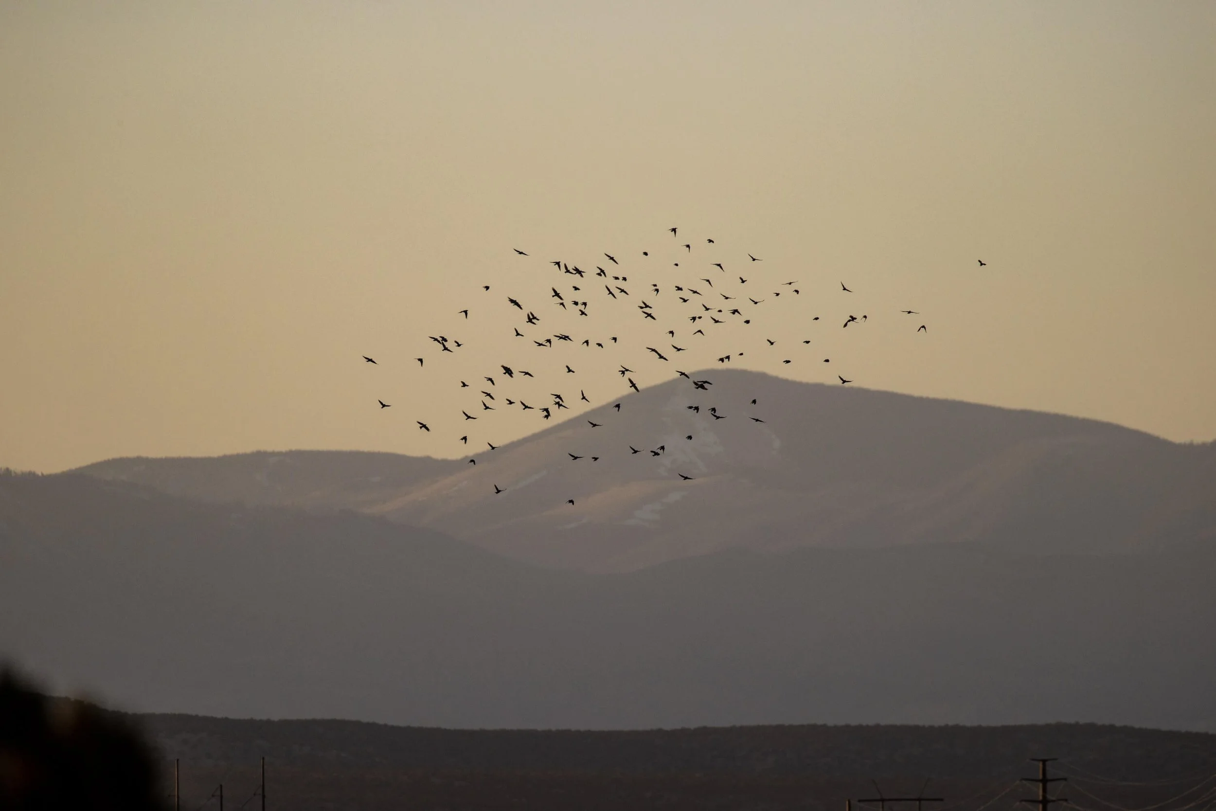 CSELBY_3-12-2021_Pinyon Jays MRC complex-4393.jpg