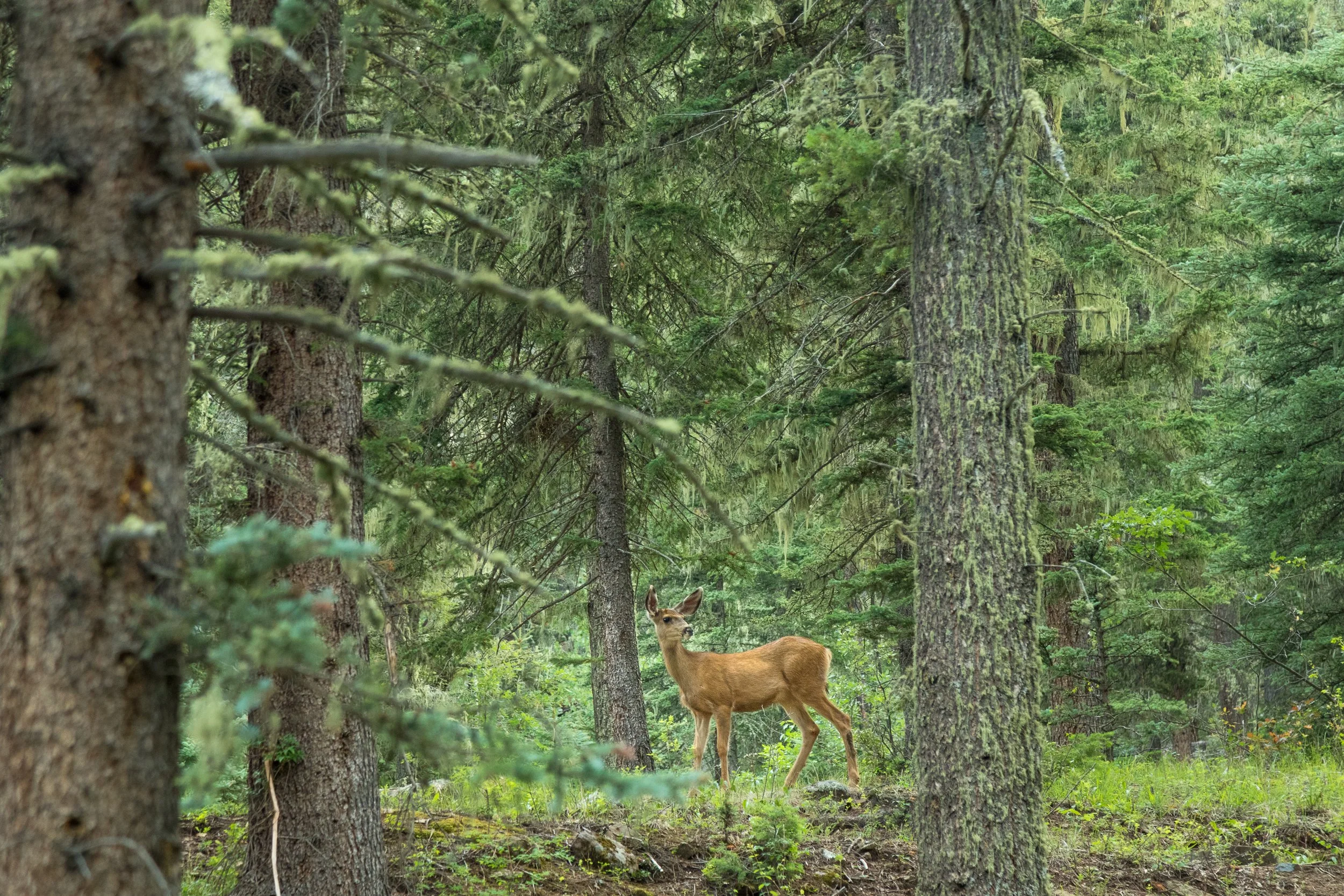 CSelby_Pecos Wilderness_7-2018-1124.jpg