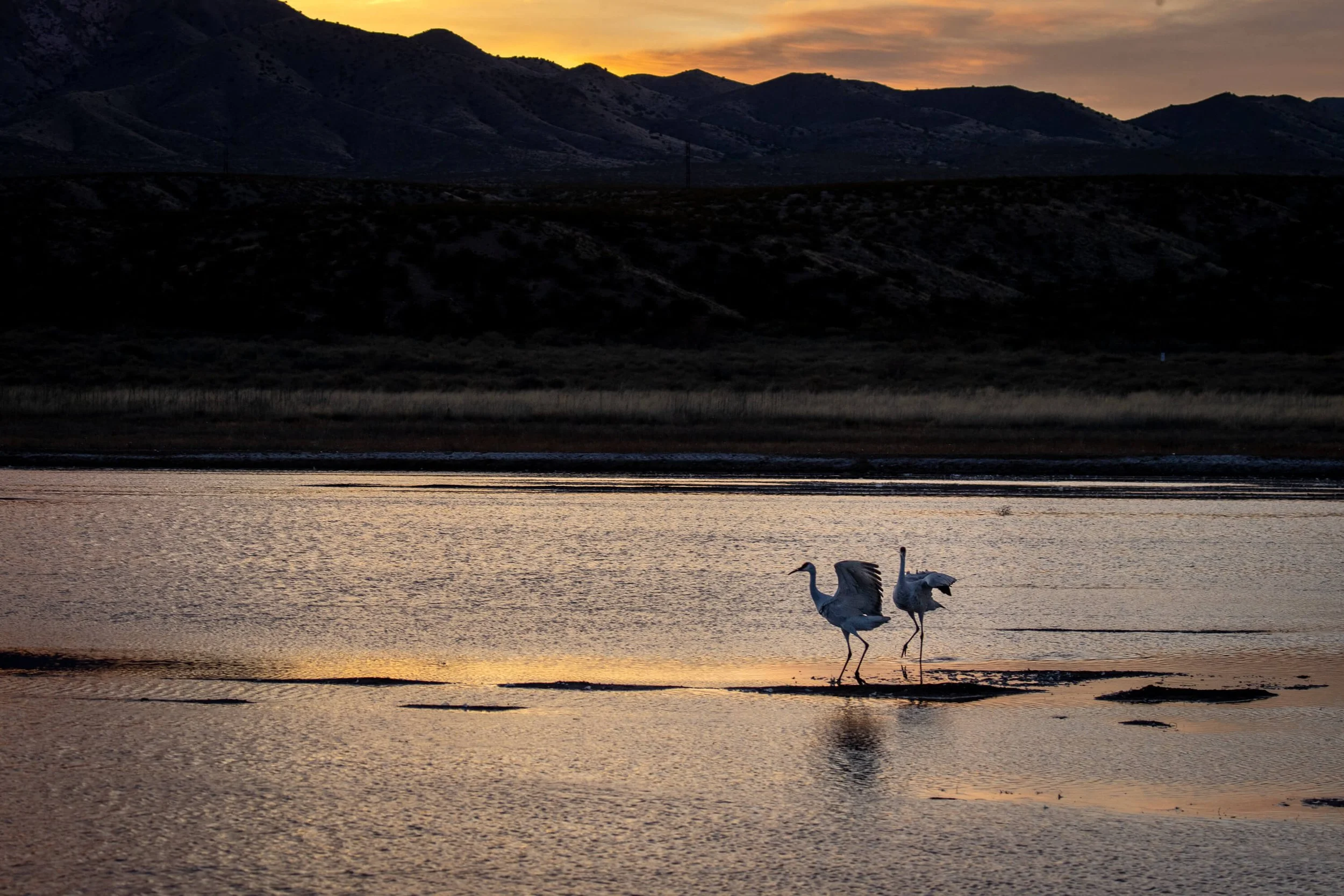 CSELBY_2022-12-2_Bosque del Apache-7979.jpg
