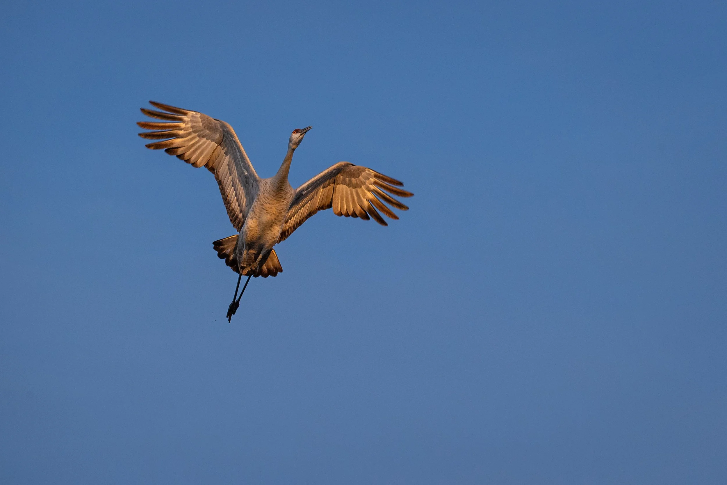 CSELBY_2022-12-2_Bosque del Apache-8955.jpg