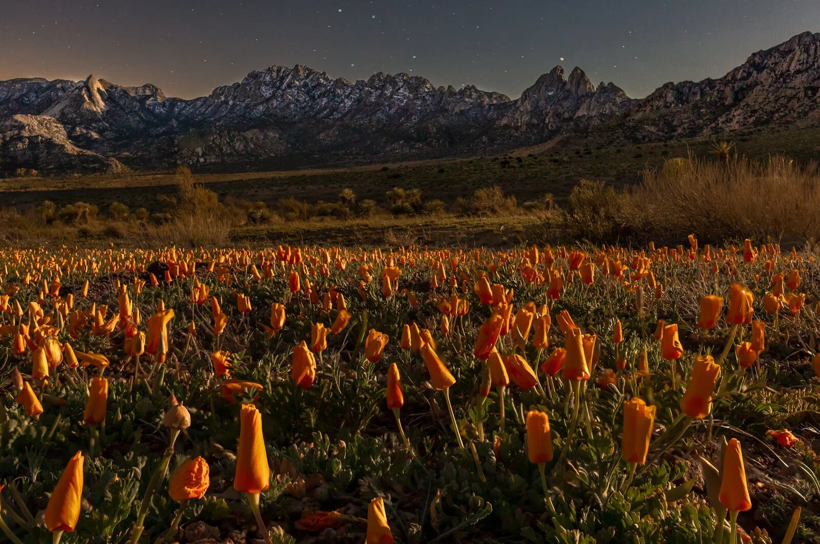 Christina Selby mexican poppy organ mountains new mexico wildflowers.jpg