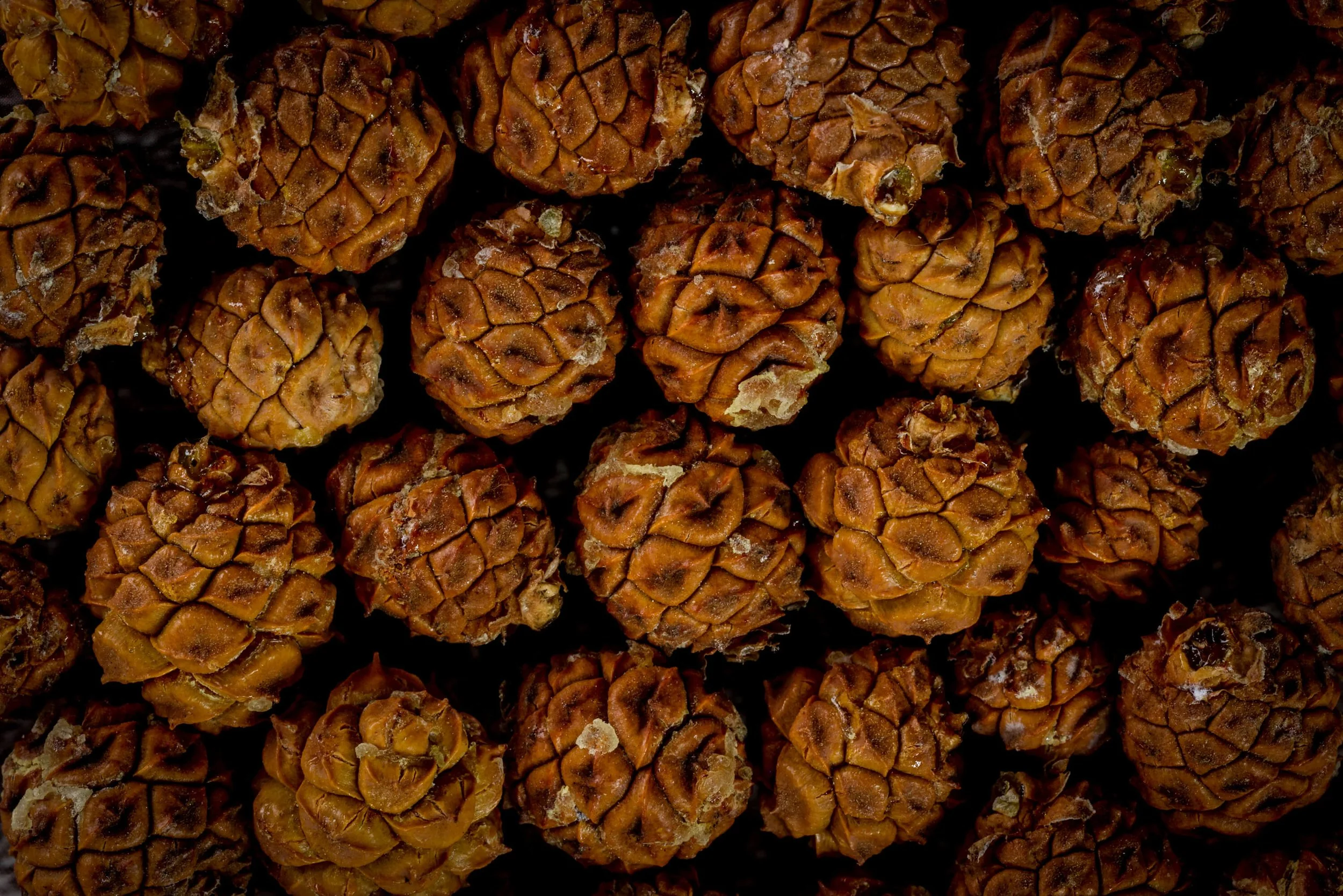 Pinon Country Exhibit_pattern collage_CSELBY-10.jpg