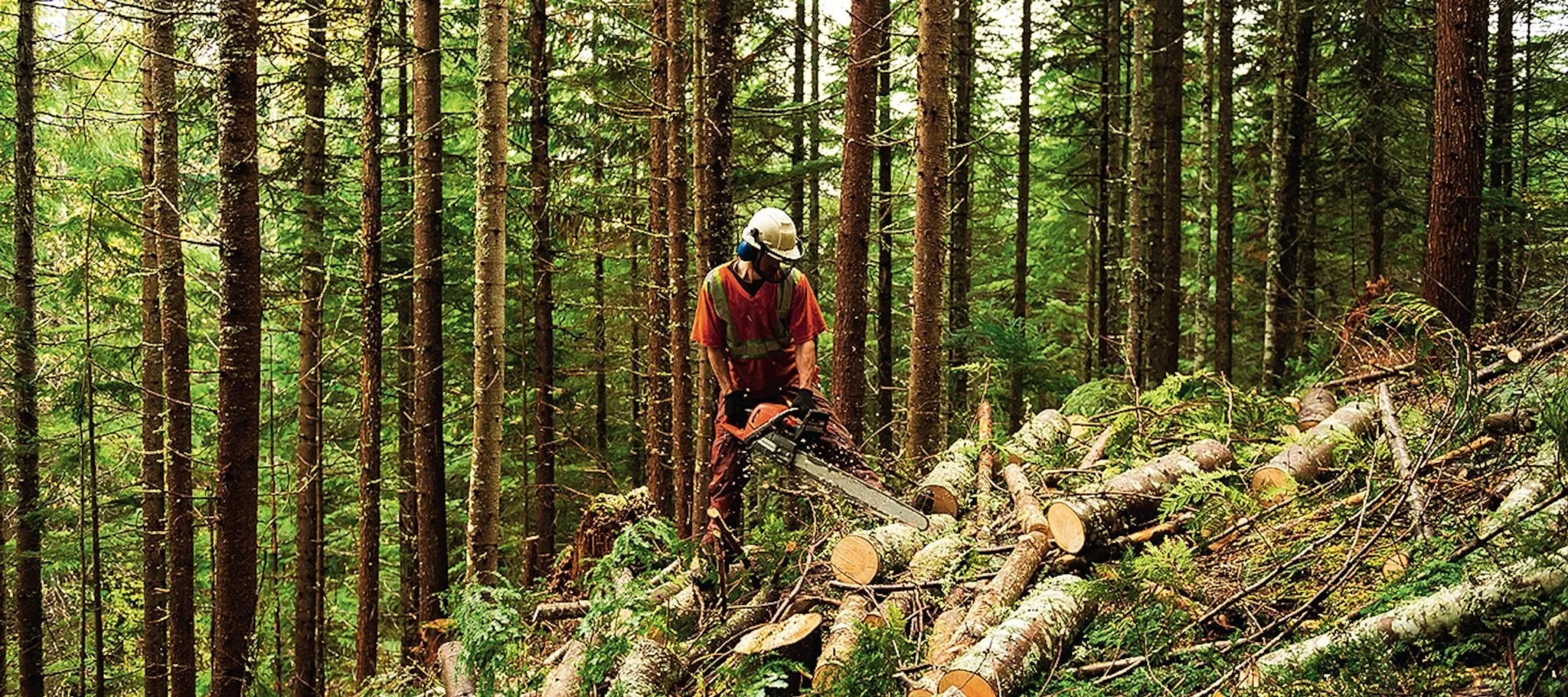 Thinning the forests