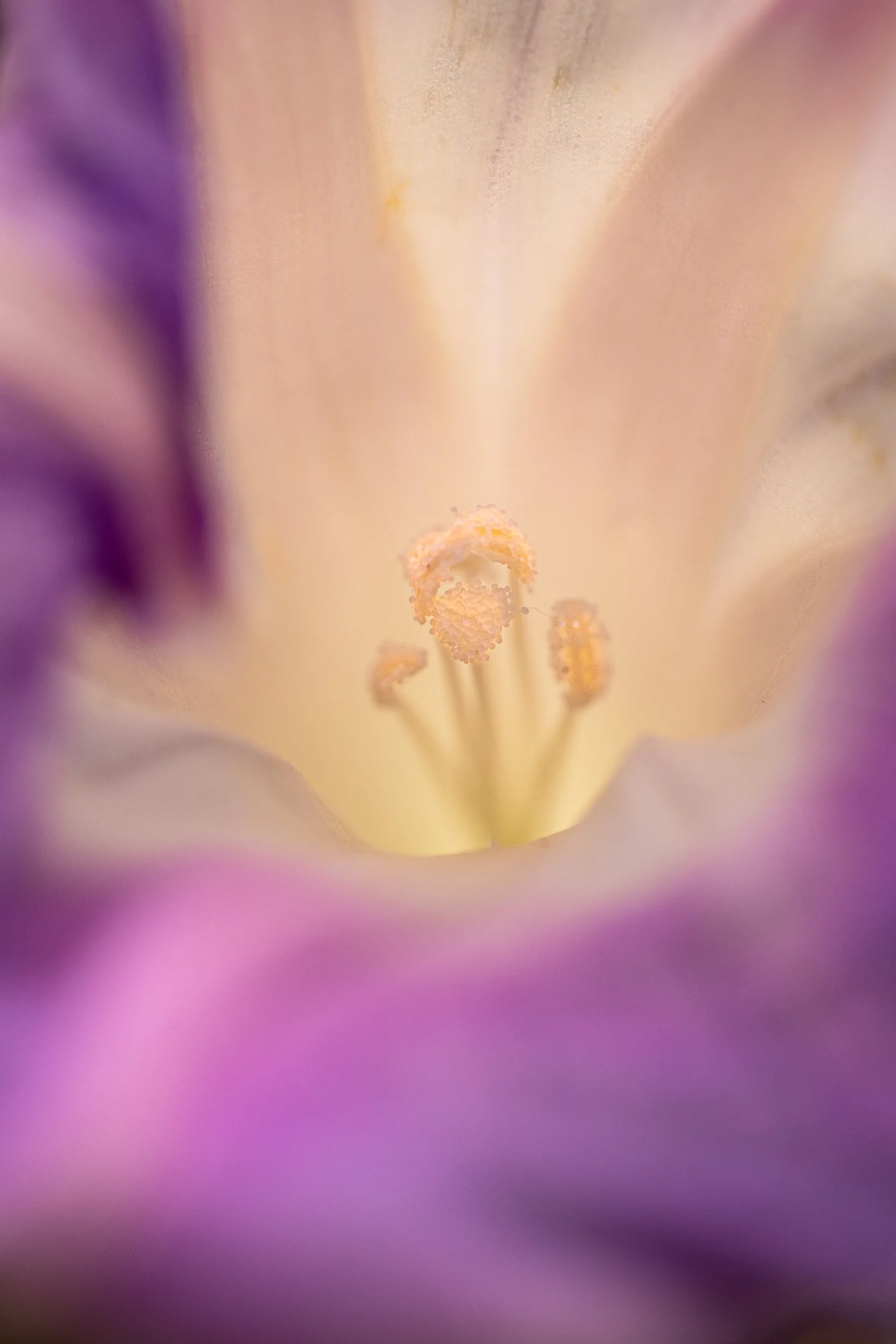 CSELBY_Morning Glory-2438.jpg