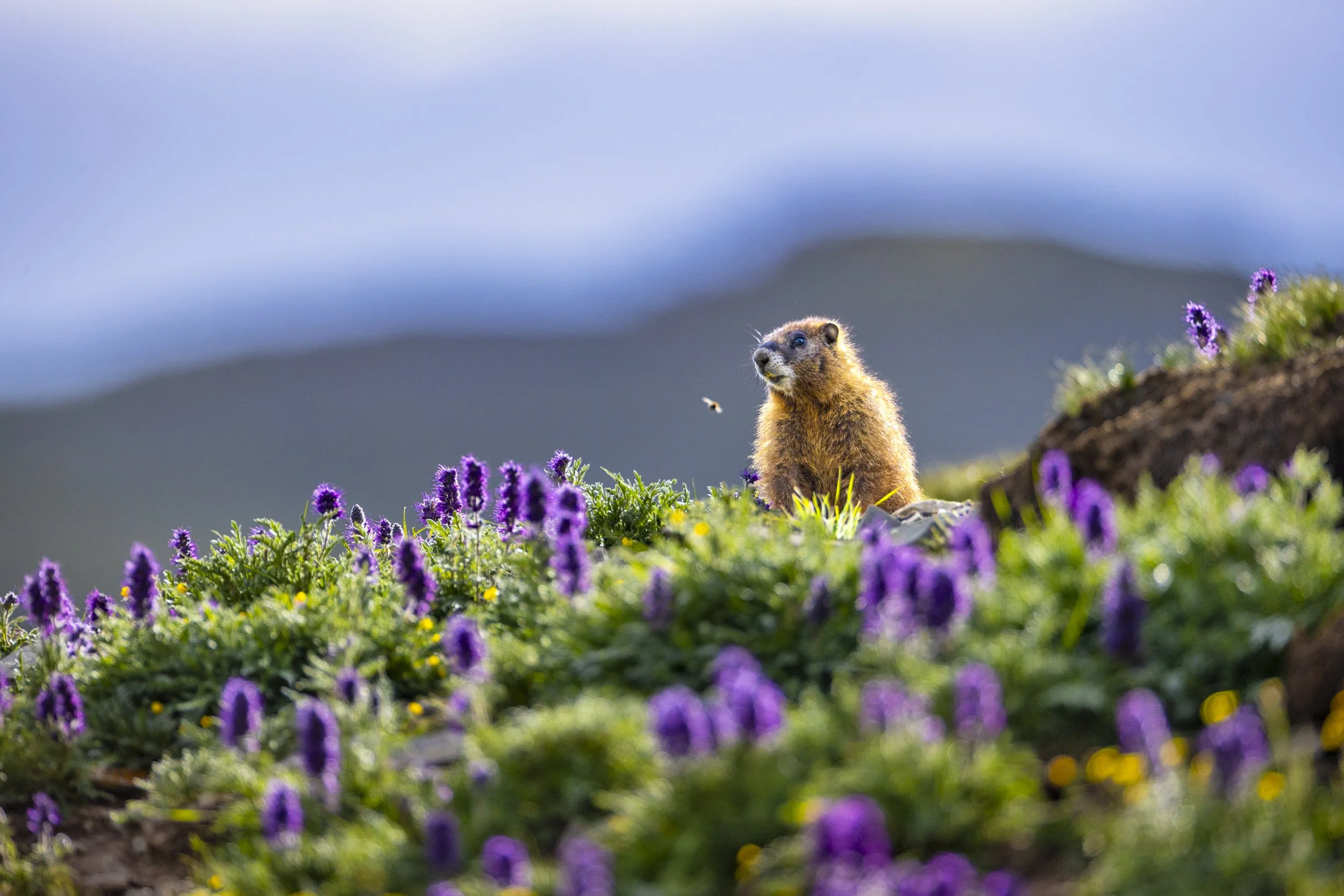Marmot Treasure