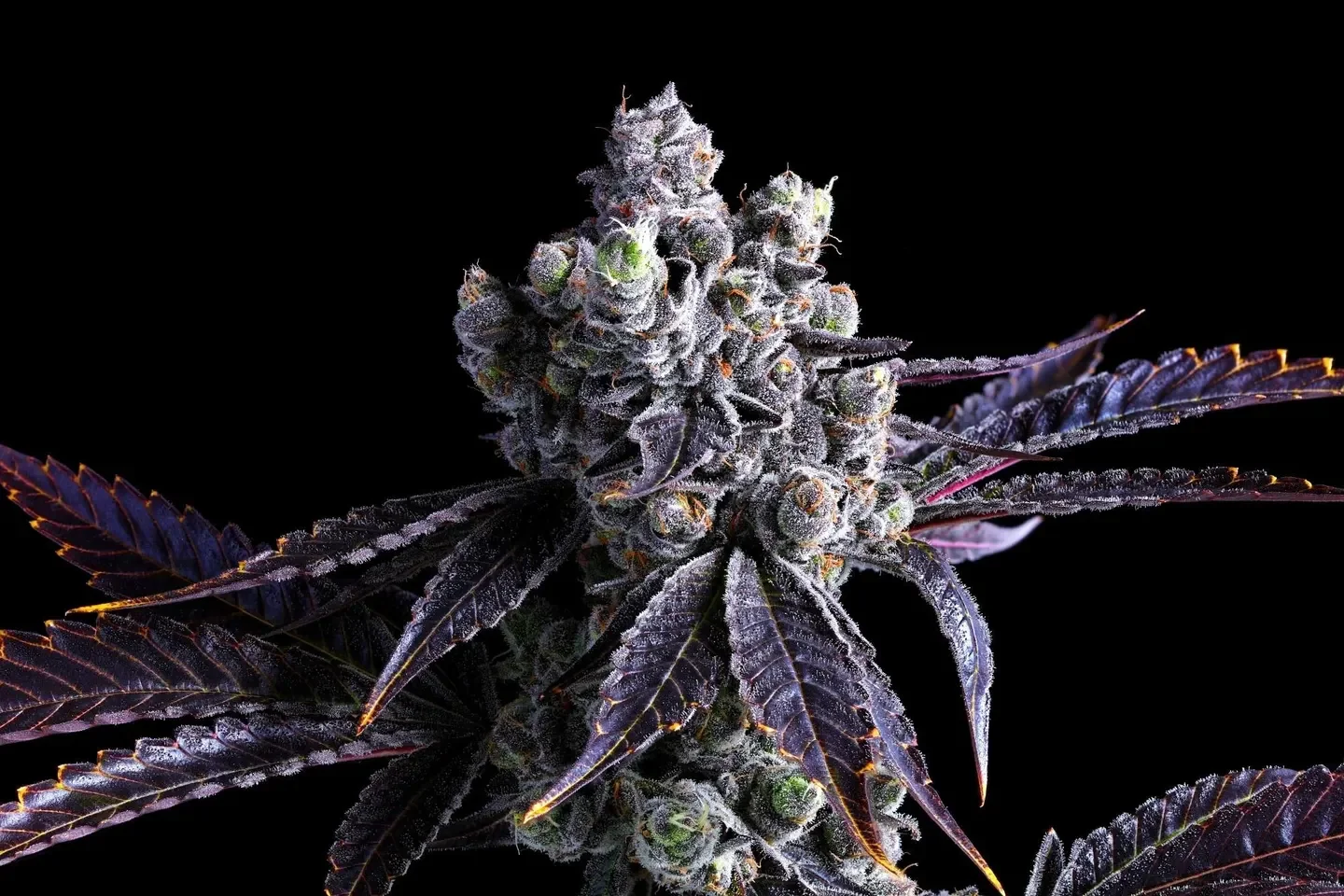Newsletter 6/15-6/22