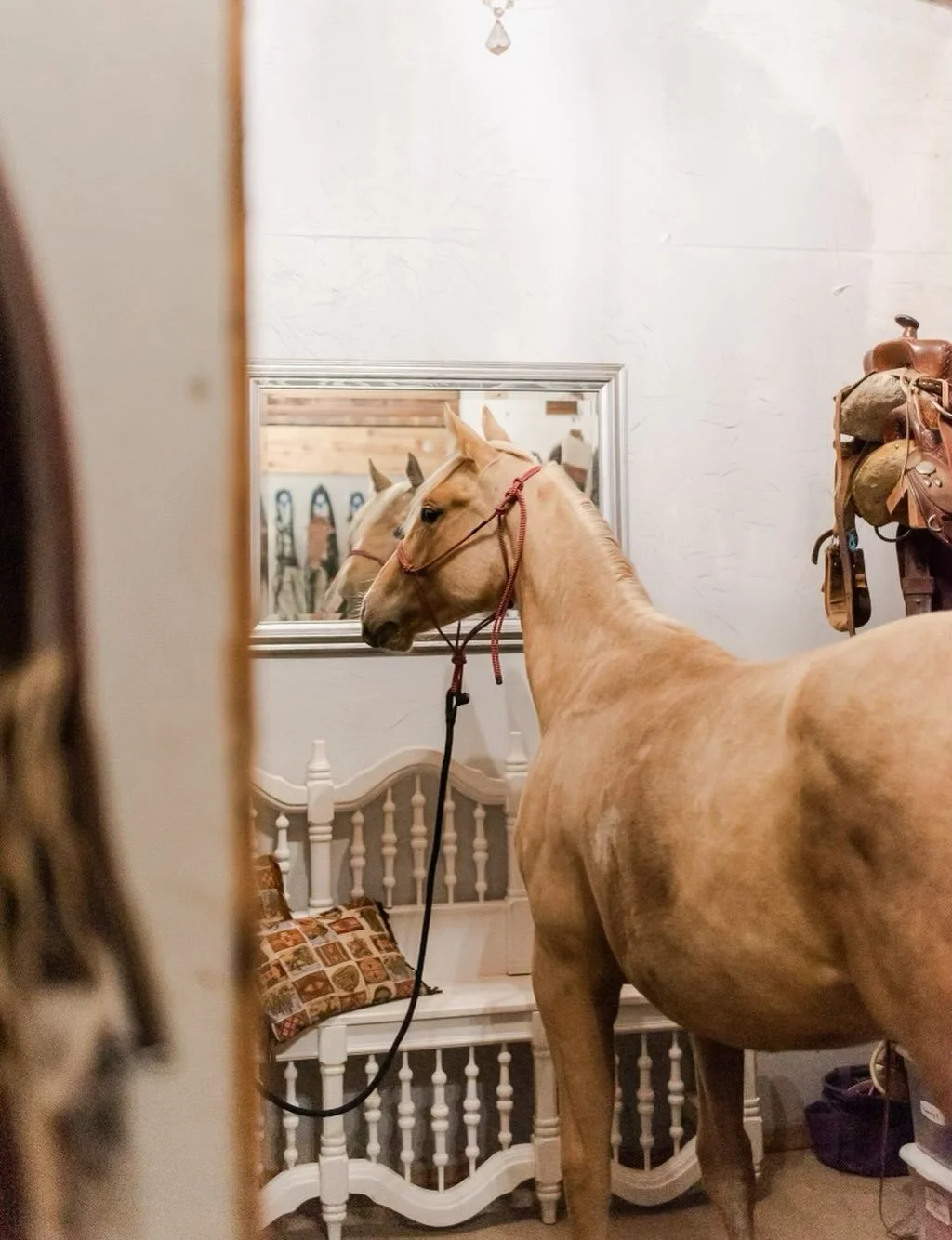 &ldquo;Mirror, mirror on the wall&hellip; who&rsquo;s the fanciest horse of them all?&rdquo;
.
.
.
#horses #libertyhorsemanship #horsetraining #equestrainlife #equinepartnership