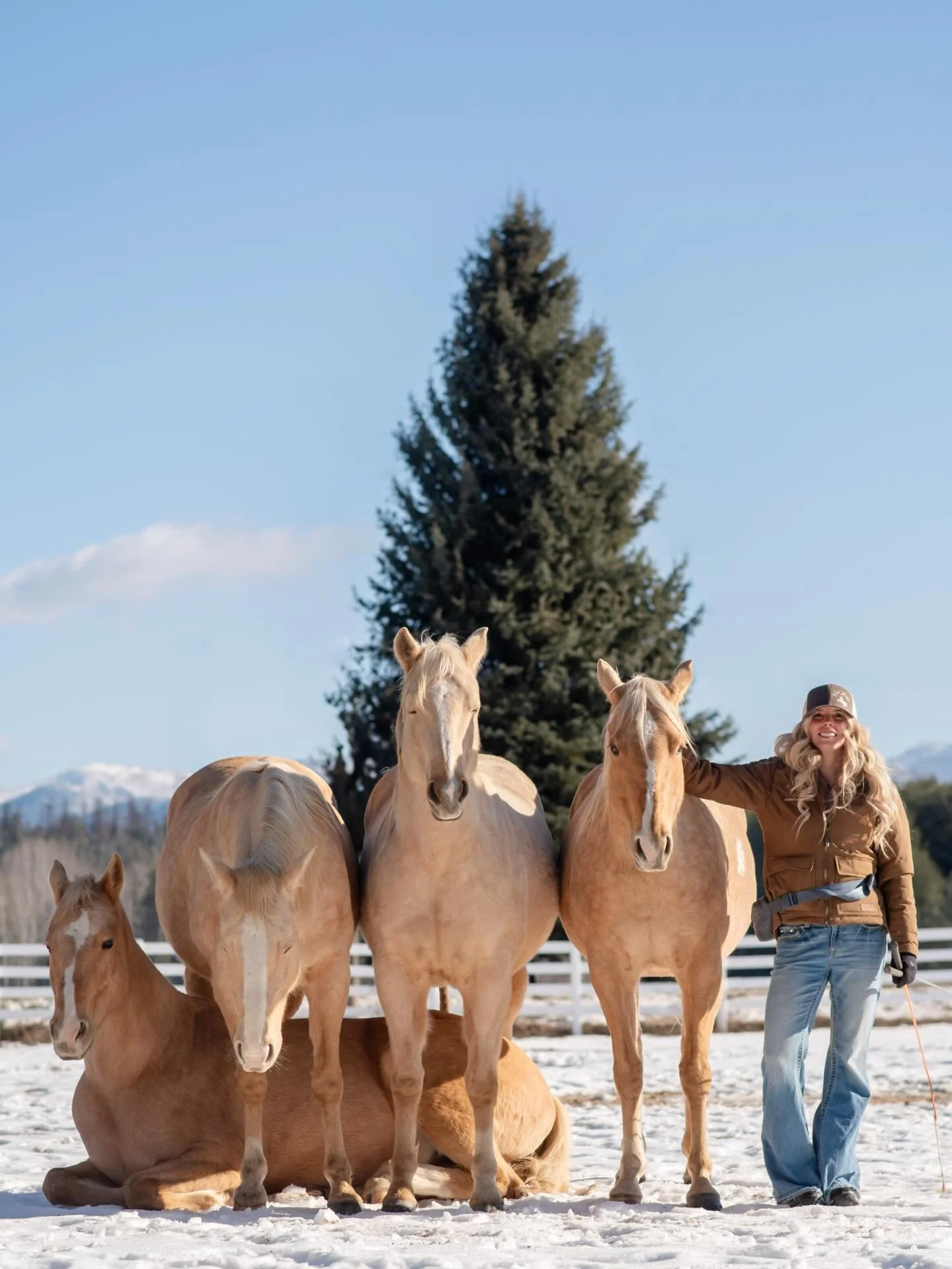 💛bottom Trinket left to right Peaches Maya dolly 💛
.
.
.
#horsetricks #libertyhorses #horsetraining #horses #equinepartnership