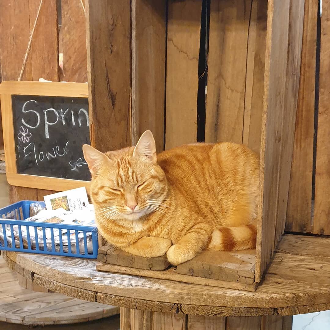 Meet Lola our farm cat. 

Lola is often the first thing you meet when you visit. She wants to meet all the children and loves pats. 

We think she missed the cat genes as she follows us to move cows, sleeps in the weirdest most uncomfortable places a