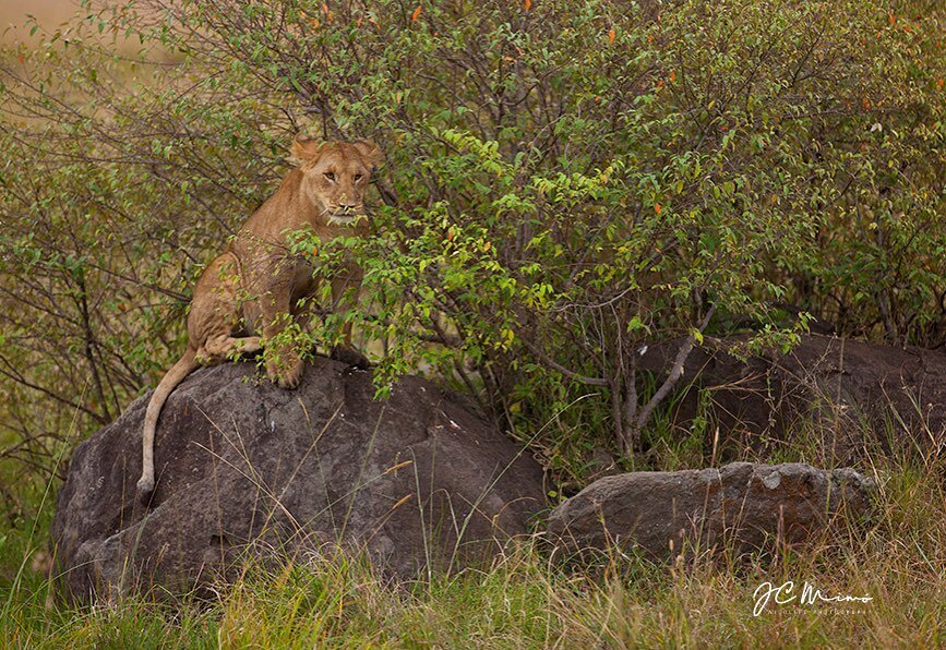 Young lion in the Masai Mara 
&bull;
&bull;
&bull;
&bull;
#tufotonatgeo 
#masaimara 
#africananimals 
#kenyawildlife 
#masaimaranationalpark 
#masaimarasafari 
#elegantanimals 
#splendid_animals 
#marvelouz_animals 
#animalsaddict 
#silence_of_colors