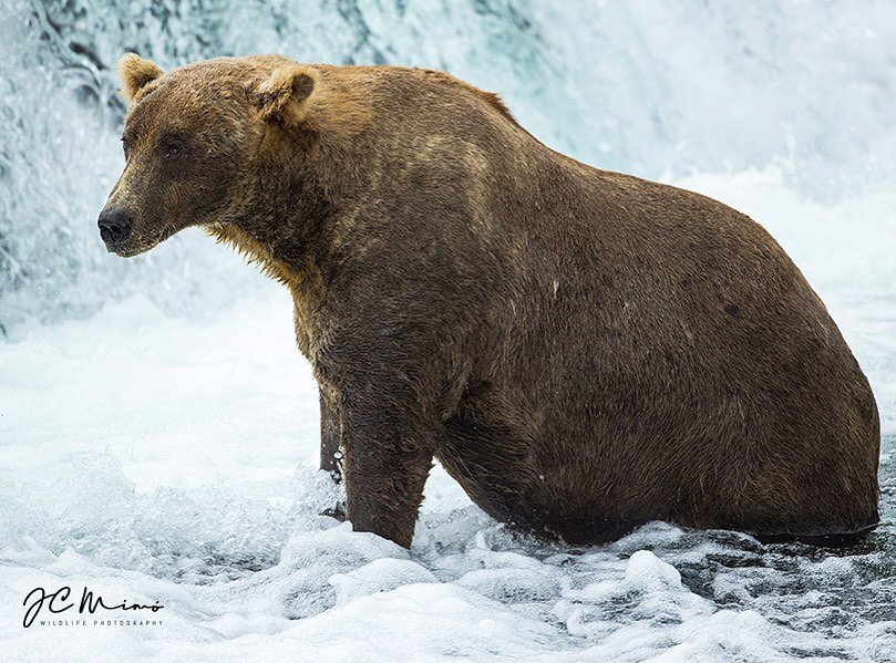 Un gran oso grizzly esperando salmones en Brook Falls
Alaska2017
&bull;
&bull;
&bull;
&bull;
&bull;
&bull;
#alaska #tufotonatgeo 
#oso #bears 
#ilovealaska 
#naturealaska 
#explorealaska 
#wildalaska 
#katmai 
#katmainationalpark 
#elegantanimals 
#a