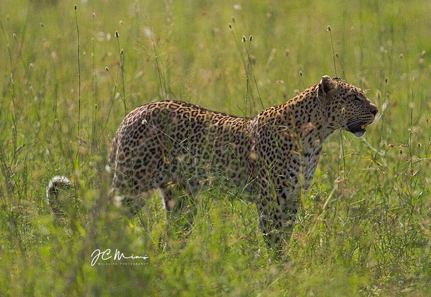Recuerdos del Serengeti 
Un leopardo otea el horizonte en busca de alguna presa
&bull;
&bull;
&bull;
&bull;
&bull;
#serengetinationalpark 
#leopard #leopardo #serengeti 
#africasafari 
#wildlifephotography 
#savethebigcats 
#africananimals 
#wildlife