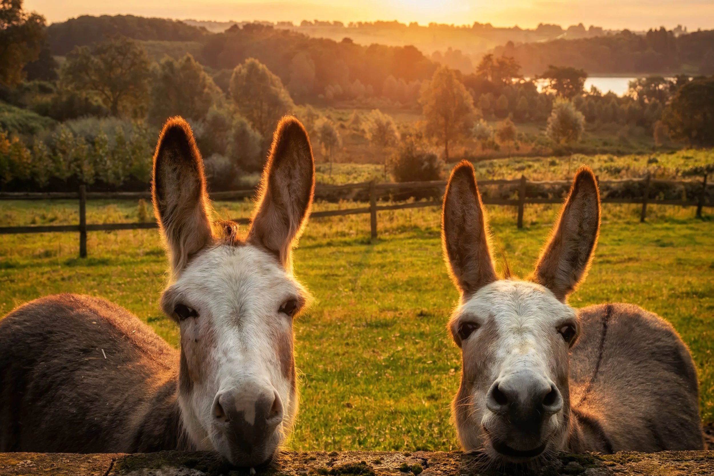 Donkey Sunset SMALL.jpg