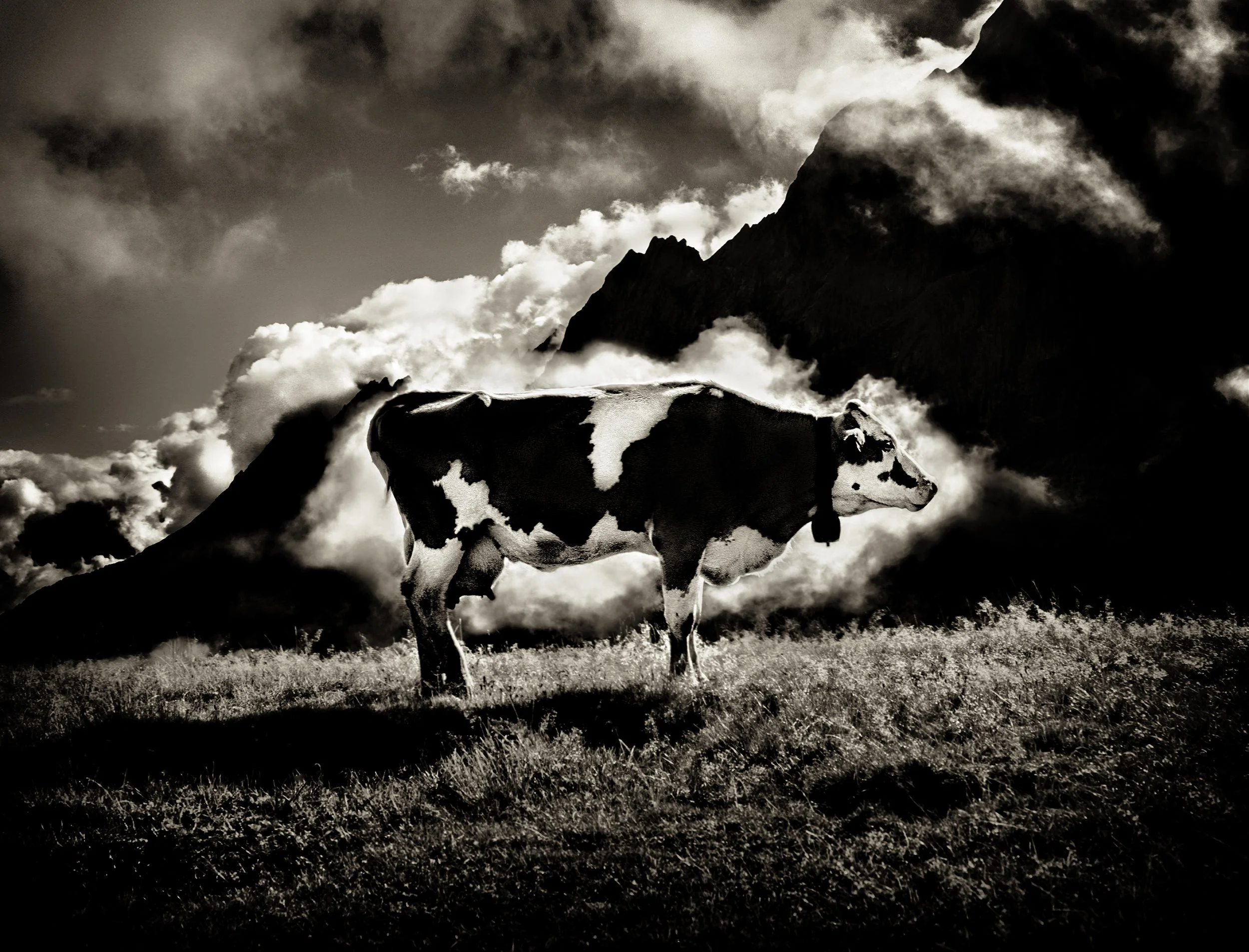 Holy Cow_Andrew Robert Fox.jpg