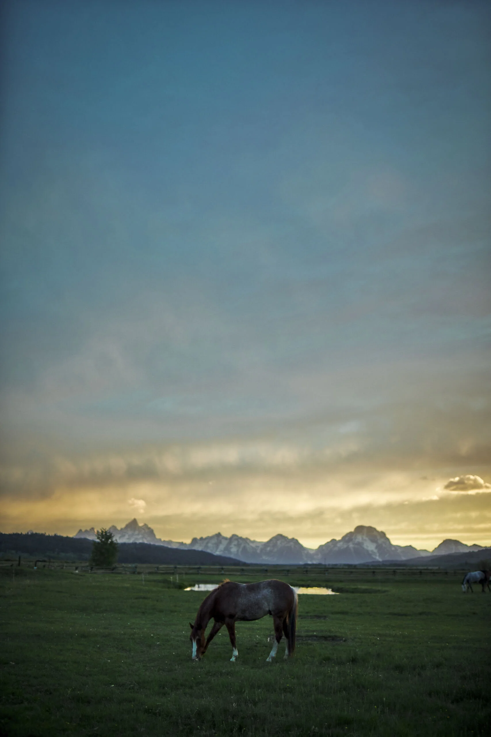WyomingProjectCowboy_1820clrversions_1.jpg