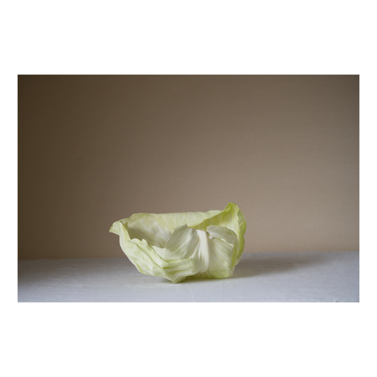 Cabbage: Hidden Patterns