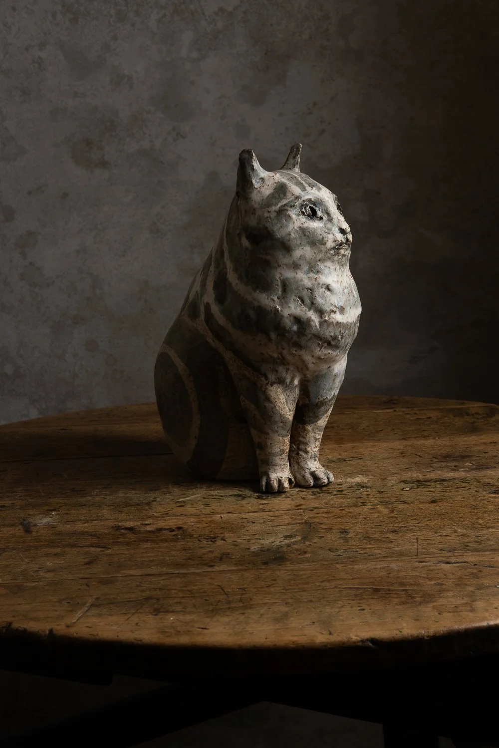 Plump Blue Tabby