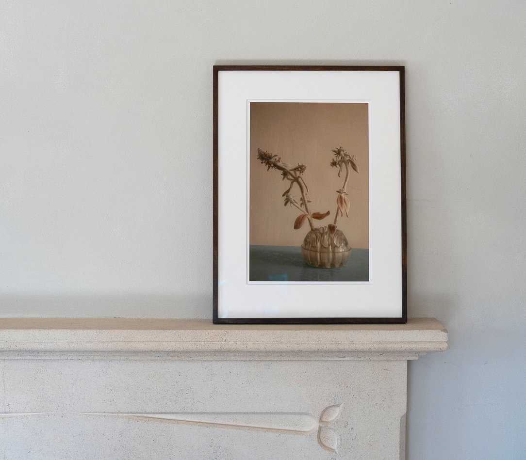 Lambs Ear.jpg