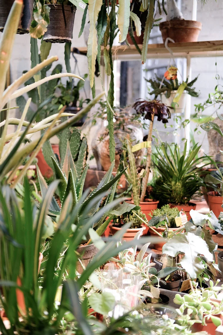 plant+shop+east+london.jpeg