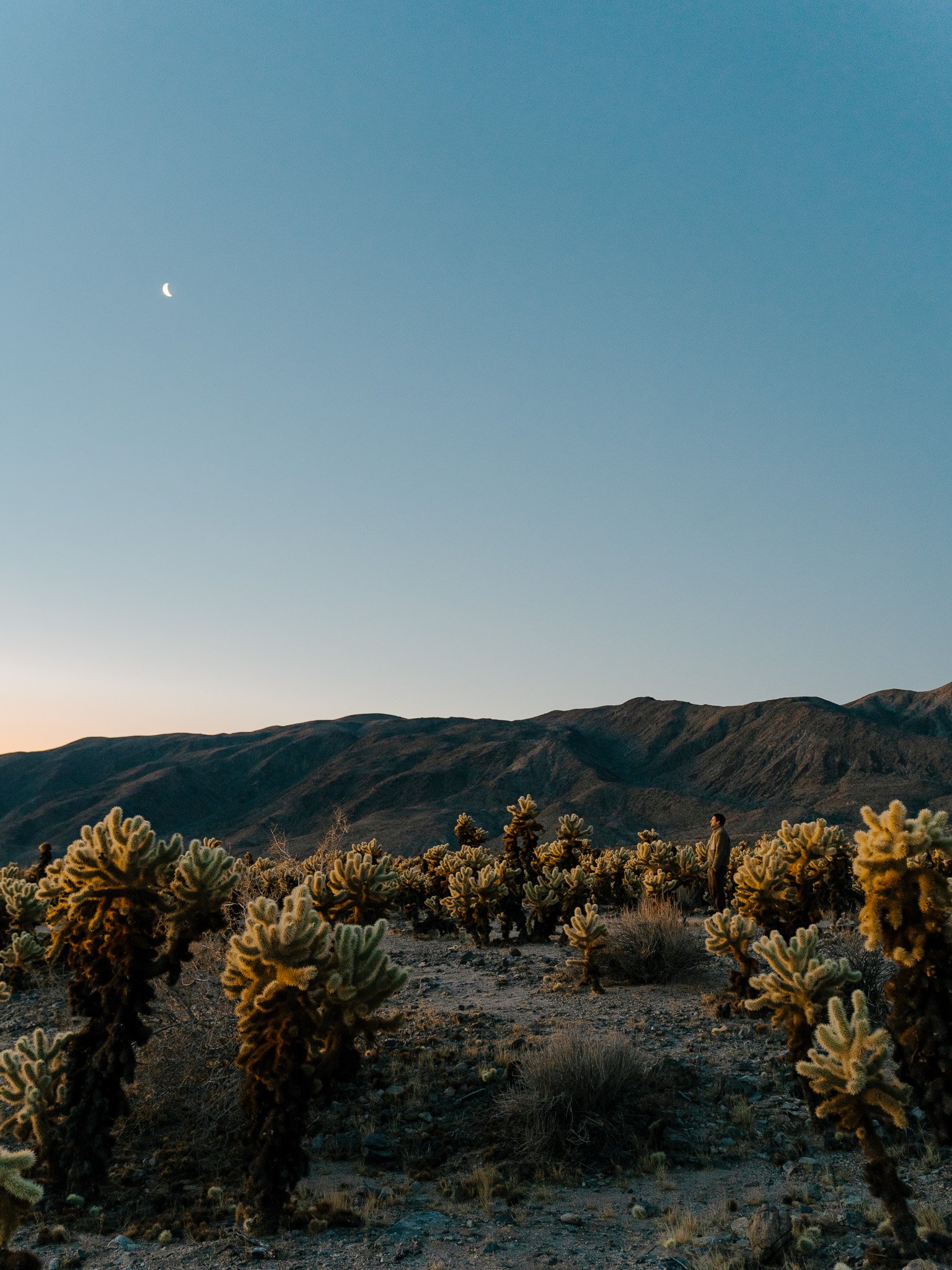 worth-mentioning-claire-posthuma-joshua-tree-sunrise.jpg