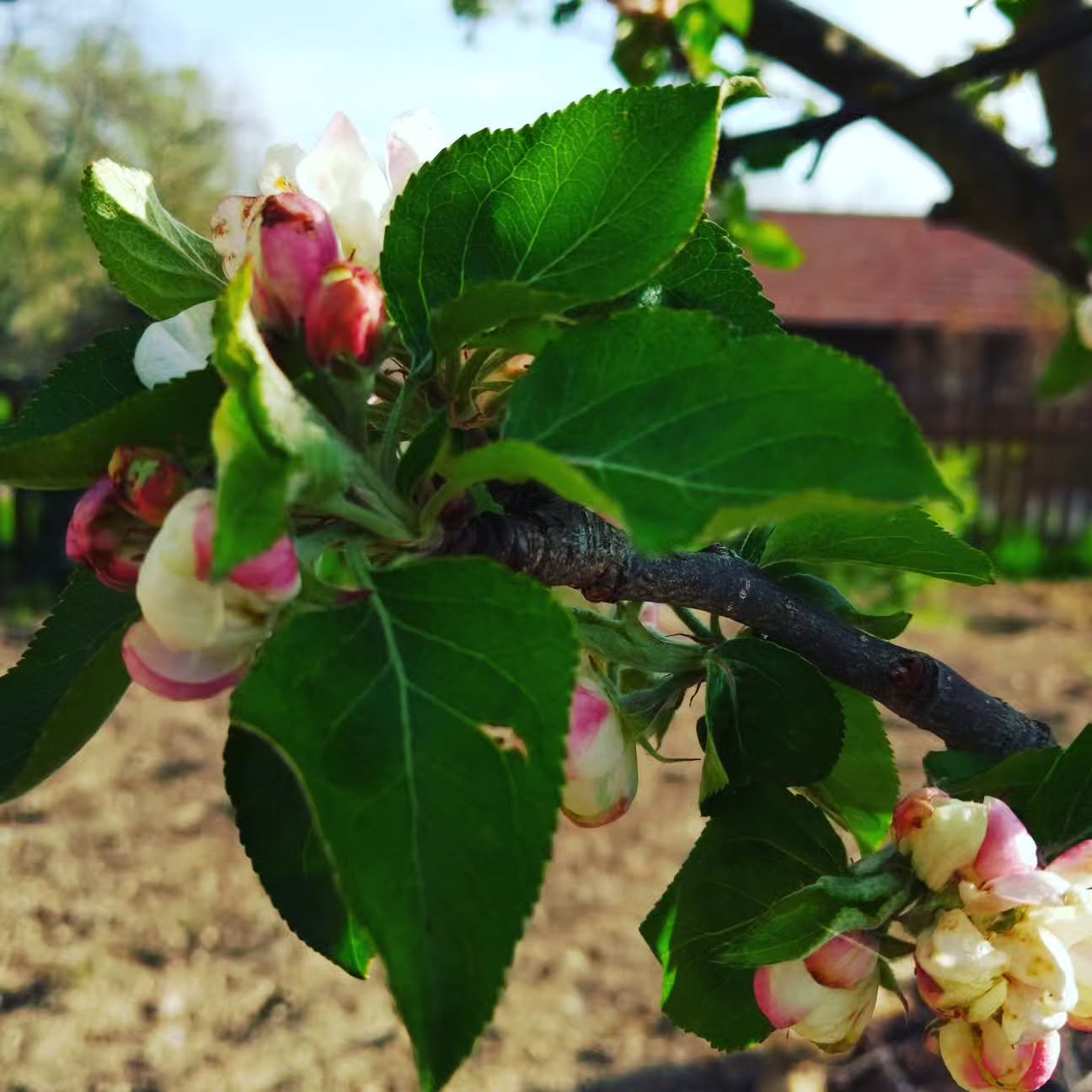 Das schaut nach viel Apfelsaft heuer aus 🍎🍎🍎 #InspireYourKitchen