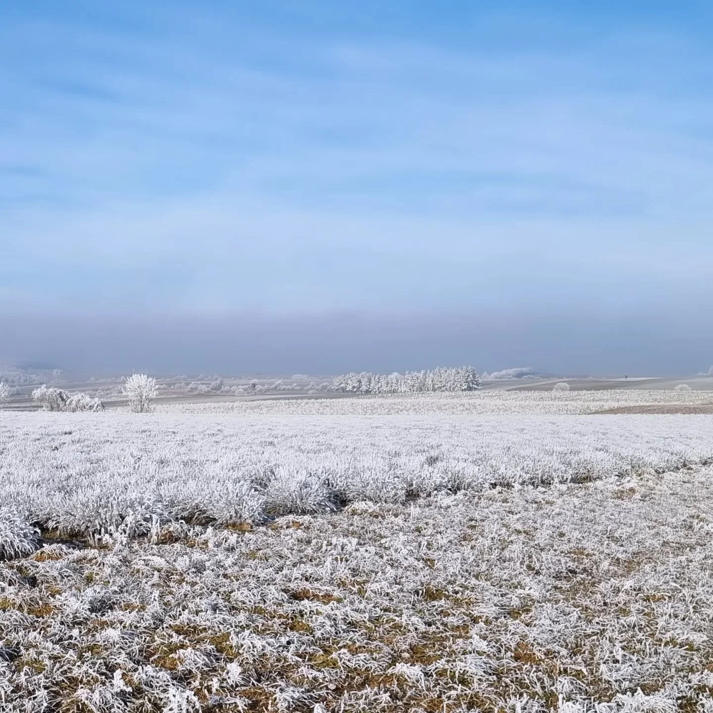 Die Winterlandschaft l&auml;dt uns gerade zum drau&szlig;en sein ein. Zum Tr&auml;umen und zum Reflektieren. Guten Start in Dein Neues Jahr! 🍀✨️🍄