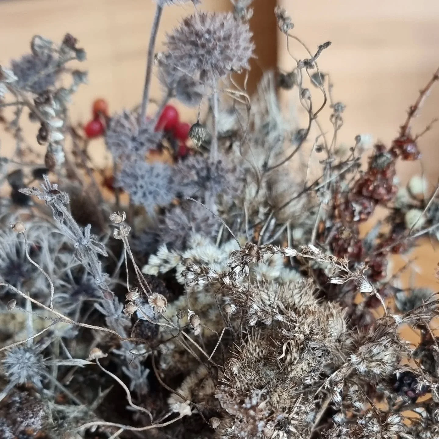 Wir lieben Winterstr&auml;usse. So viele Texturen, im Wald und am Wegesrand. InspireYourWalk