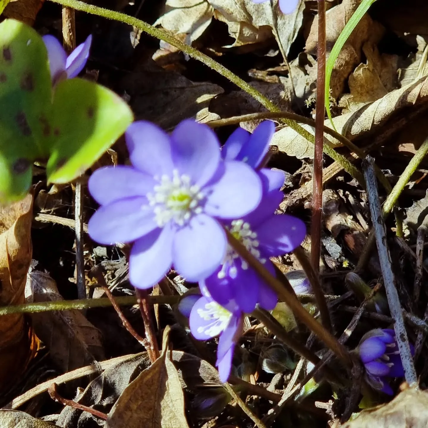 Der Fr&uuml;hling ist da... #InspireYourSunday