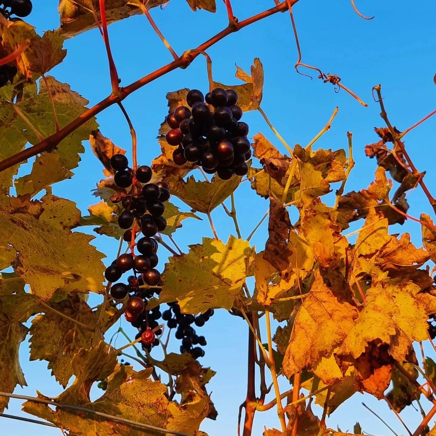 Der goldene Herbst. Zeit zum Danken und Loslassen. #InspireYourLife