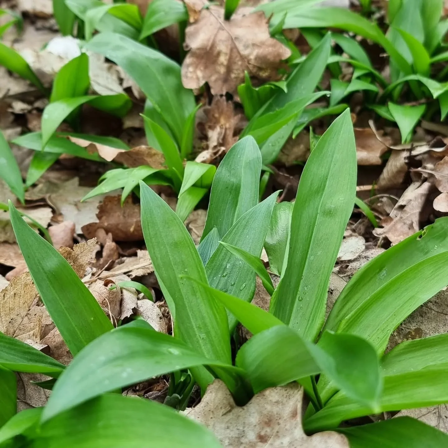 Der B&auml;rlauch ist da! Zeit f&uuml;r B&auml;rlauch Salz, Pesto, Kimchi und vieles mehr. #InspireYourKitchen