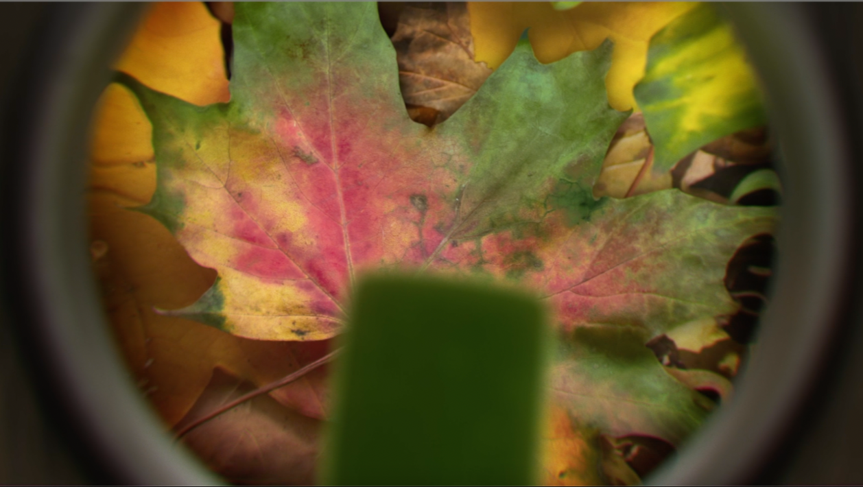 LEAF_03_06_13.png